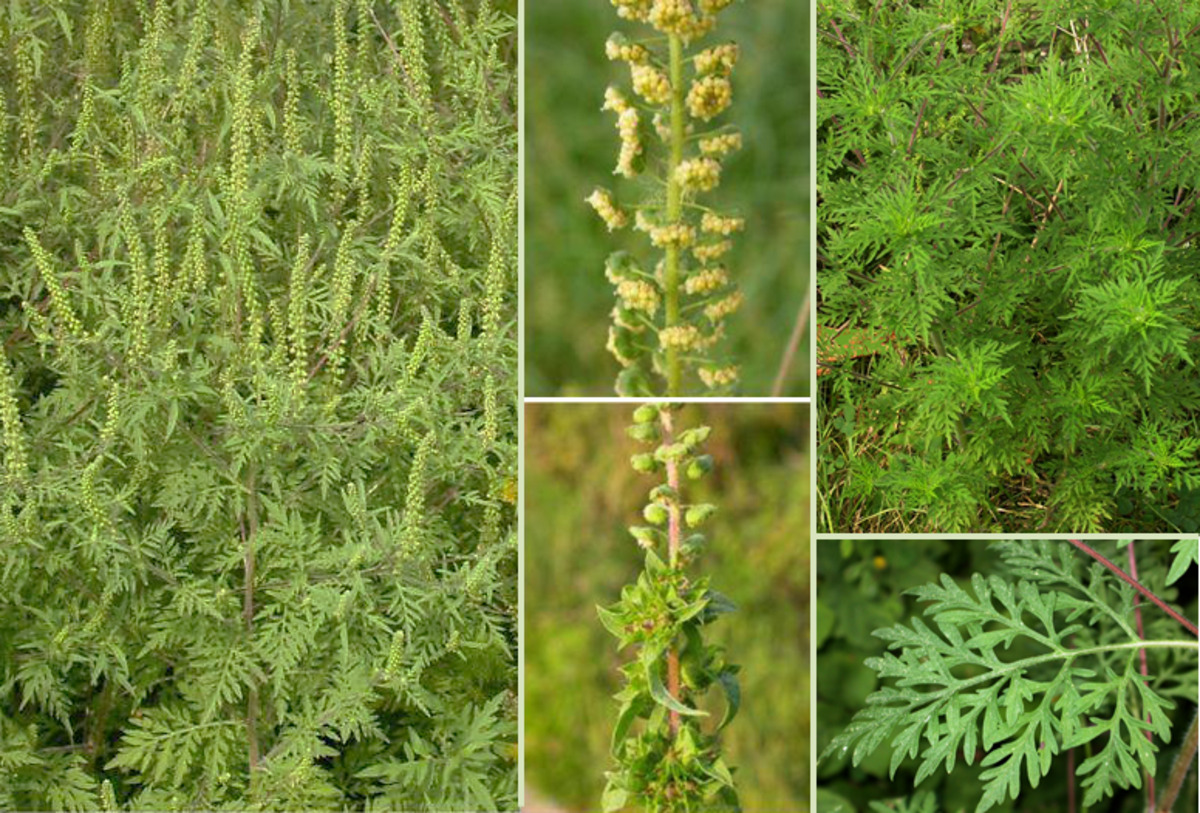 Terenski priročnik za prepoznavanje tujerodnih vrst